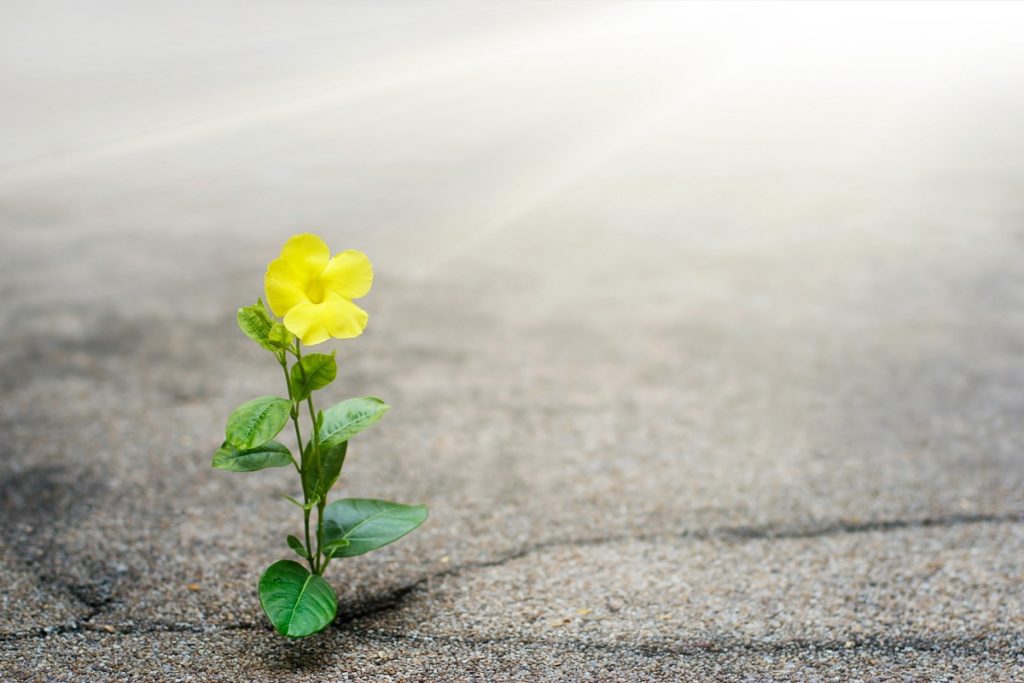 TheREDWords.website/BLOG page. A photo of a yellow flowered plant growing in a crack of cement.